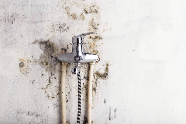 Best Insurance-Related Mold Remediation in Columbia City, IN