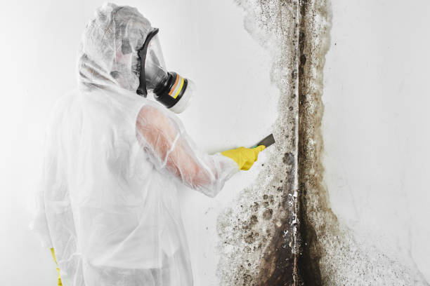Best Mold Remediation for Specific Building Types in Columbia City, IN
