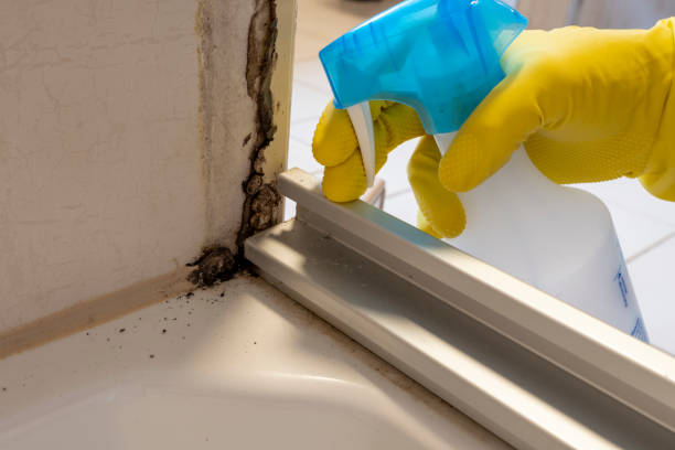 Best Kitchen Mold Remediation in Columbia City, IN