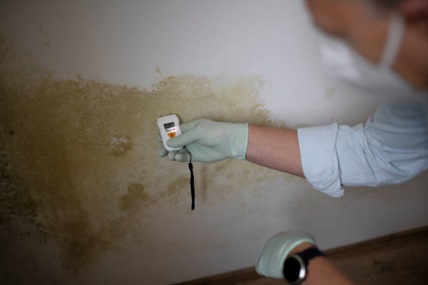 Best Basement Mold Remediation in Columbia City, IN