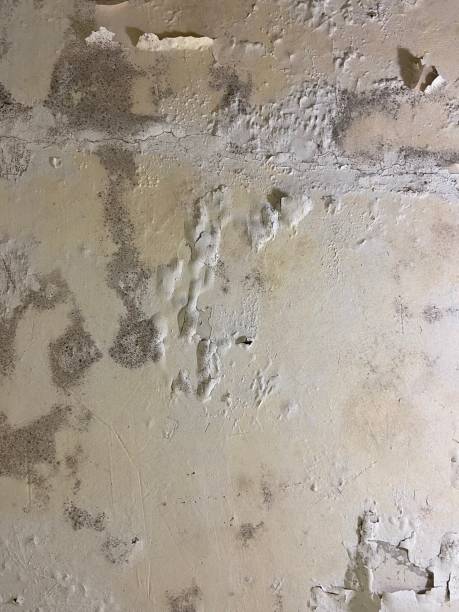 Best Residential Mold Remediation in Columbia City, IN