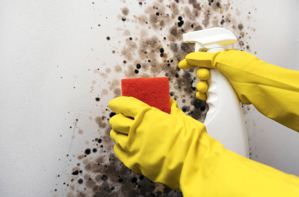 Best DIY Mold Remediation Support Services in Columbia City, IN