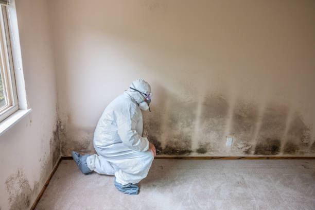 Professional Mold Remediation in Columbia City, IN