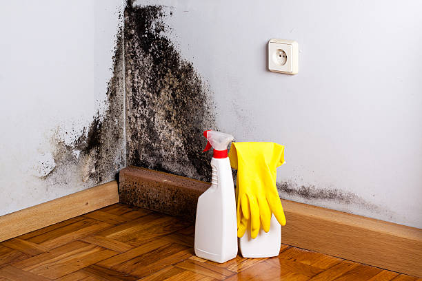 Best Emergency Mold Remediation in Columbia City, IN