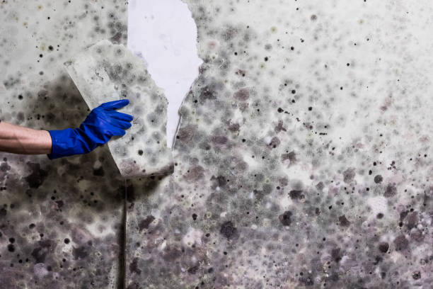 Best Preventive Mold Services in Columbia City, IN